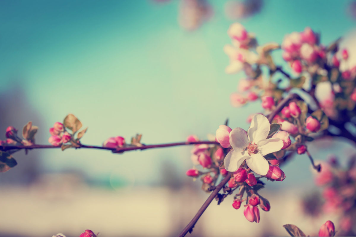 Ostara Kirschblüten